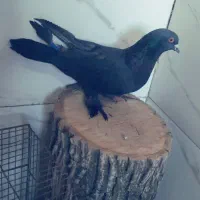 کفتر خوشگل مشکی