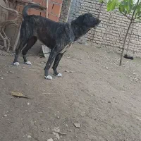 واگذاری سگ پژدرماده|سگ|گرگان, |دیوار