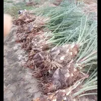 فروش پاجوش مضافتی