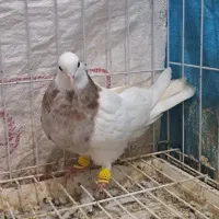 طوقی جوانه|پرنده|گنبد کاووس, |دیوار