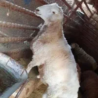 گوسفند زنده توزین دقیق