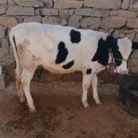 گوساله ماده|حیوانات مزرعه|اندیکا, |دیوار