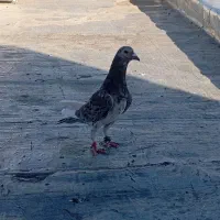 کبوتر|پرنده|سنندج, |دیوار