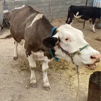 گاو|حیوانات مزرعه|کرمانشاه, |دیوار