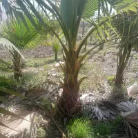 گل پالم|گل و گیاه طبیعی|رودبنه, |دیوار