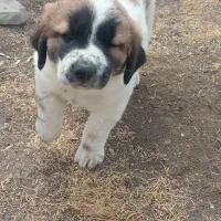 یکجفتتولهنروماده|سگ|شهرکرد, |دیوار