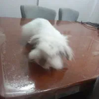 خرگوش لوپ ماده|موش و خرگوش|ساری, |دیوار