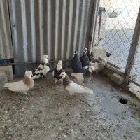 کفتر رنگی پرشی و تهرانی