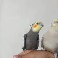 یک جفت عروس هلندی مولد.