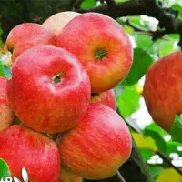 پخش نهال سیب گالا شیرین و پربار|خدمات باغبانی و درختکاری|استهبان, |دیوار
