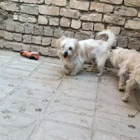 سگ اشپیتز نر|سگ|شیراز, گویم|دیوار