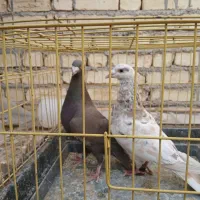 دوجفت سروردورگ.|پرنده|مبارکه, |دیوار