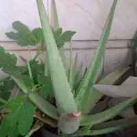گلدان آلوئه ورا