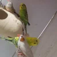 جفت مرغ عشق روی جوجه