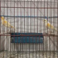 قناری نر ماده آماده|پرنده|پارسآباد, |دیوار