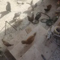 مرغ تخمگذار جوان