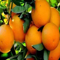 باغدار مرکبات کود دادی و نتیجه دلخواهت رو نمی‌گیری