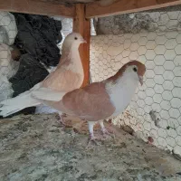 طاقی زرد نروماده|پرنده|کاشان, لتحر|دیوار