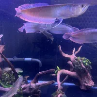 ماهی،اروانا سیلور،ماهی اگواریومی