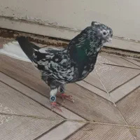 کوهی دم سفید