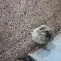 سگ سالم و بازیگوش|سگ|اهواز, کوی باهنر|دیوار