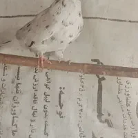 سرور کاکلی پرشی