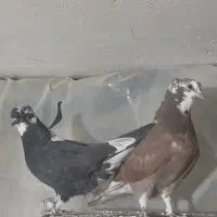 فروش چندتاکبوتر زیبا وسرکله ودار اصیل|پرنده|تهران, شهرآرا|دیوار