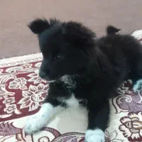 سگ پاکوتاه اشپیتژ