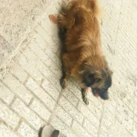 سگ پاپی|سگ|نجف‌آباد, طالقانی|دیوار