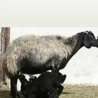 دام گستر نوین ...دوقلوزا