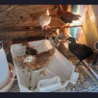 جوجه مرغ وخروس محلی درجه ۱