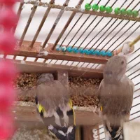 سهر جوجه|پرنده|قم, شهرک قدس|دیوار