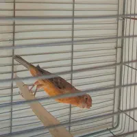 قناری خوبو|پرنده|مرودشت, مختارآباد|دیوار