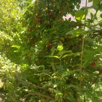 زغال اخته خشک  امساله گوشتی