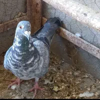 جفت گوره|پرنده|بوشهر, |دیوار