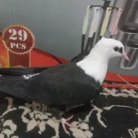 یک جفت جوجه کل سفید کلایی عروسک|پرنده|گنبکی, |دیوار