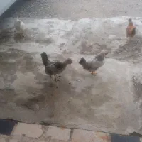 خروس ومرغ گلین کاکولی و جولی واردک اسراییلی نرماده