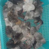 جوجه مرغ شاخدار یه روزه سه رنگ