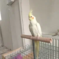 عروس هلندی ماده دو ماهه تازه دون خور شده