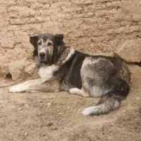 سگ نر گله ای