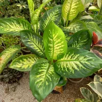 تعدادی گل اپارتمانی