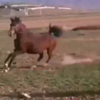 فروش مادیان میکروچیپ شده دارای شناسنامه