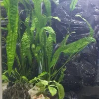 گیاه اکواریوم|ماهی|تنکابن, |دیوار