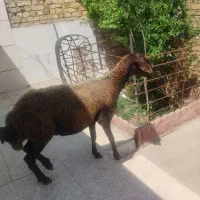 گوسفند چاق جهت قربانی