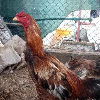 تخم مرغ لاری نطفه دار