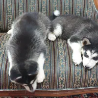 سگ هاسکی ۷ ماهه|سگ|مشهد, میان ولایت|دیوار