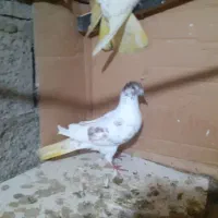 کبوتر|پرنده|رشت, پسیخان|دیوار