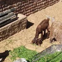 کره نر و ماده|حیوانات مزرعه|کرمان, |دیوار