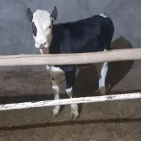 توخت ۷ماهه|حیوانات مزرعه|مشکان, |دیوار