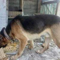 سگ ژرمن